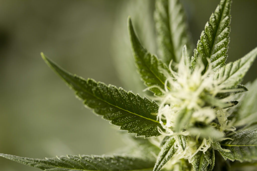 marijuana plant