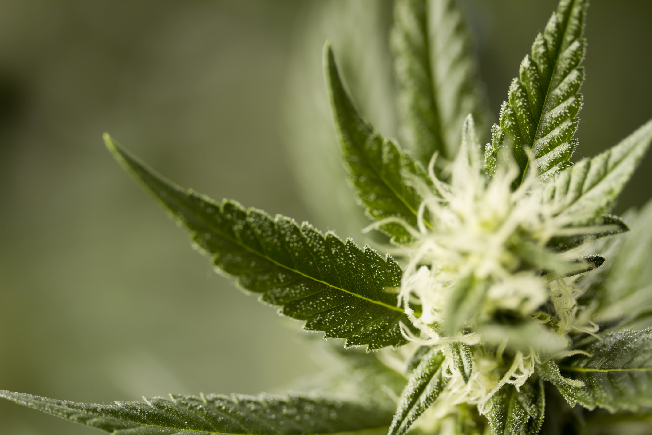 marijuana plant