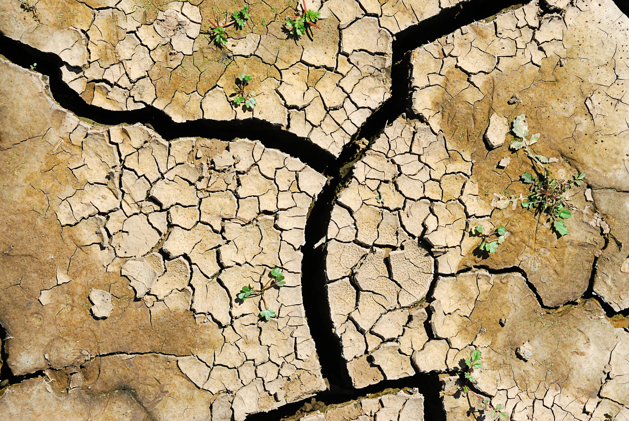 Cracked mud