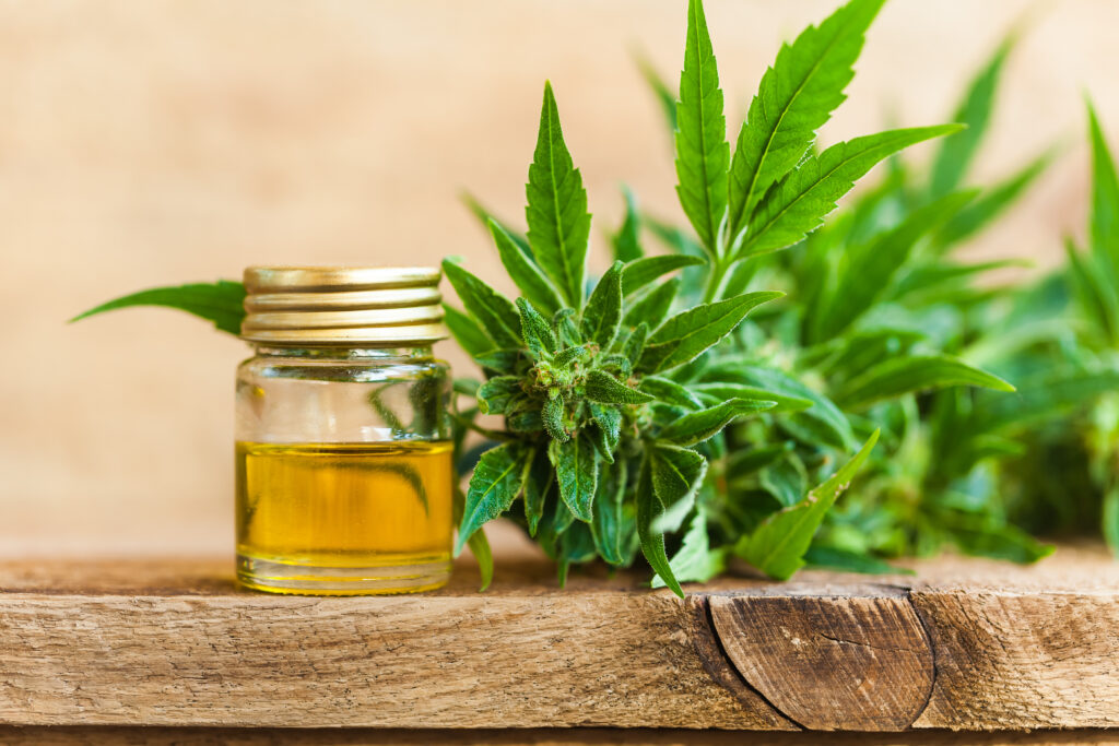 hemp plant on wood table and oil in glass jar