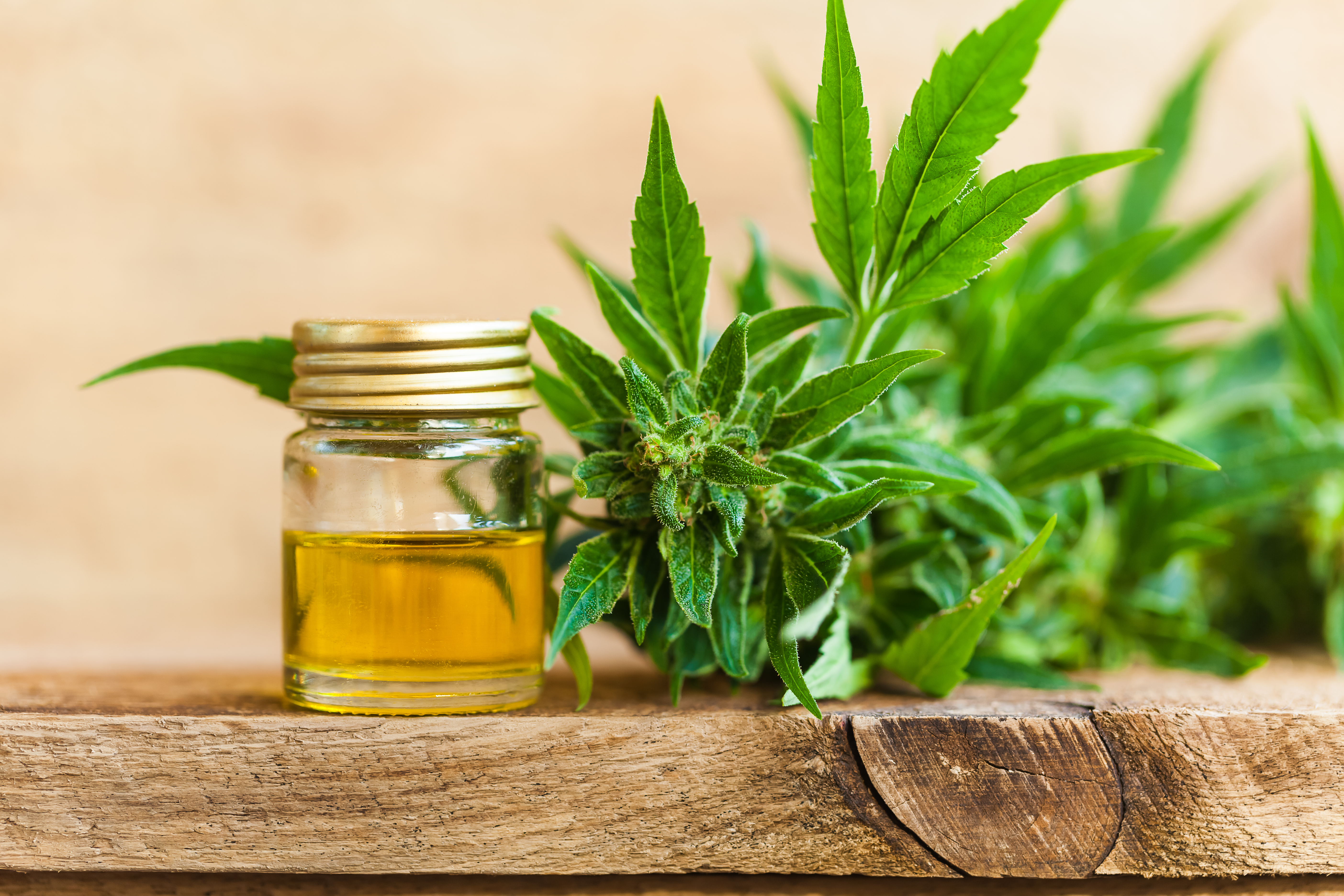 hemp plant on wood table and oil in glass jar