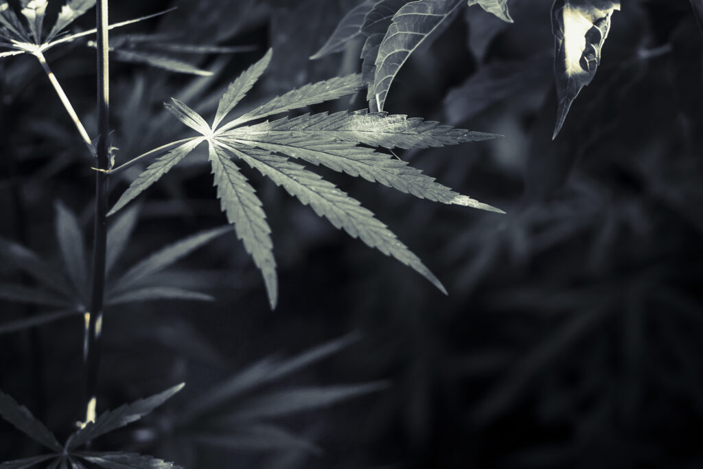 hemp leaves close-up