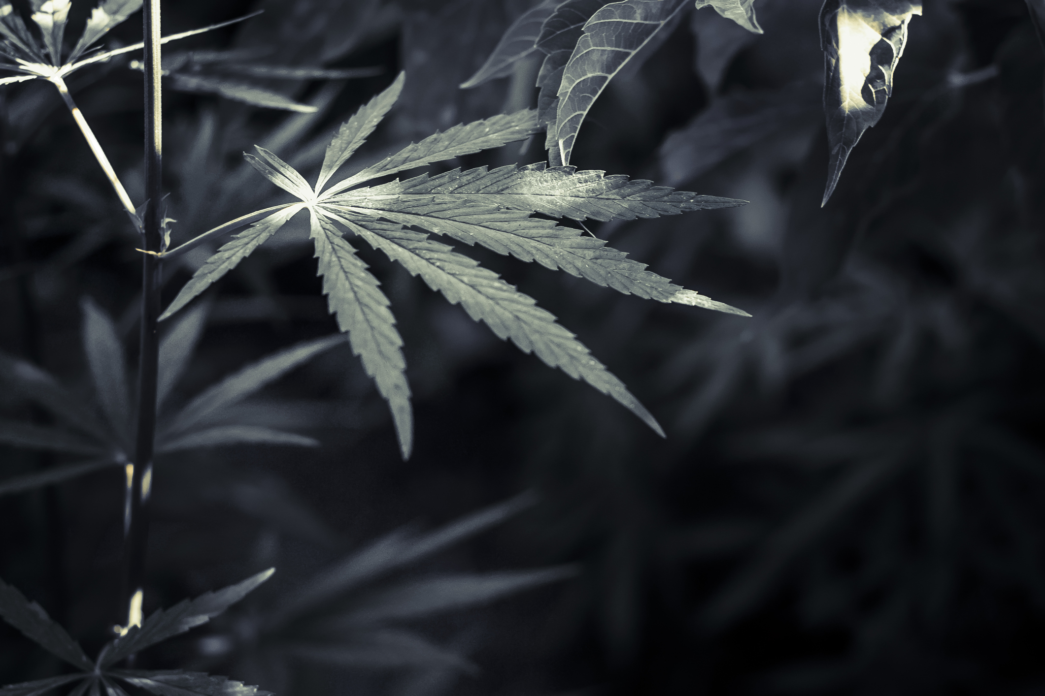 hemp leaves close-up