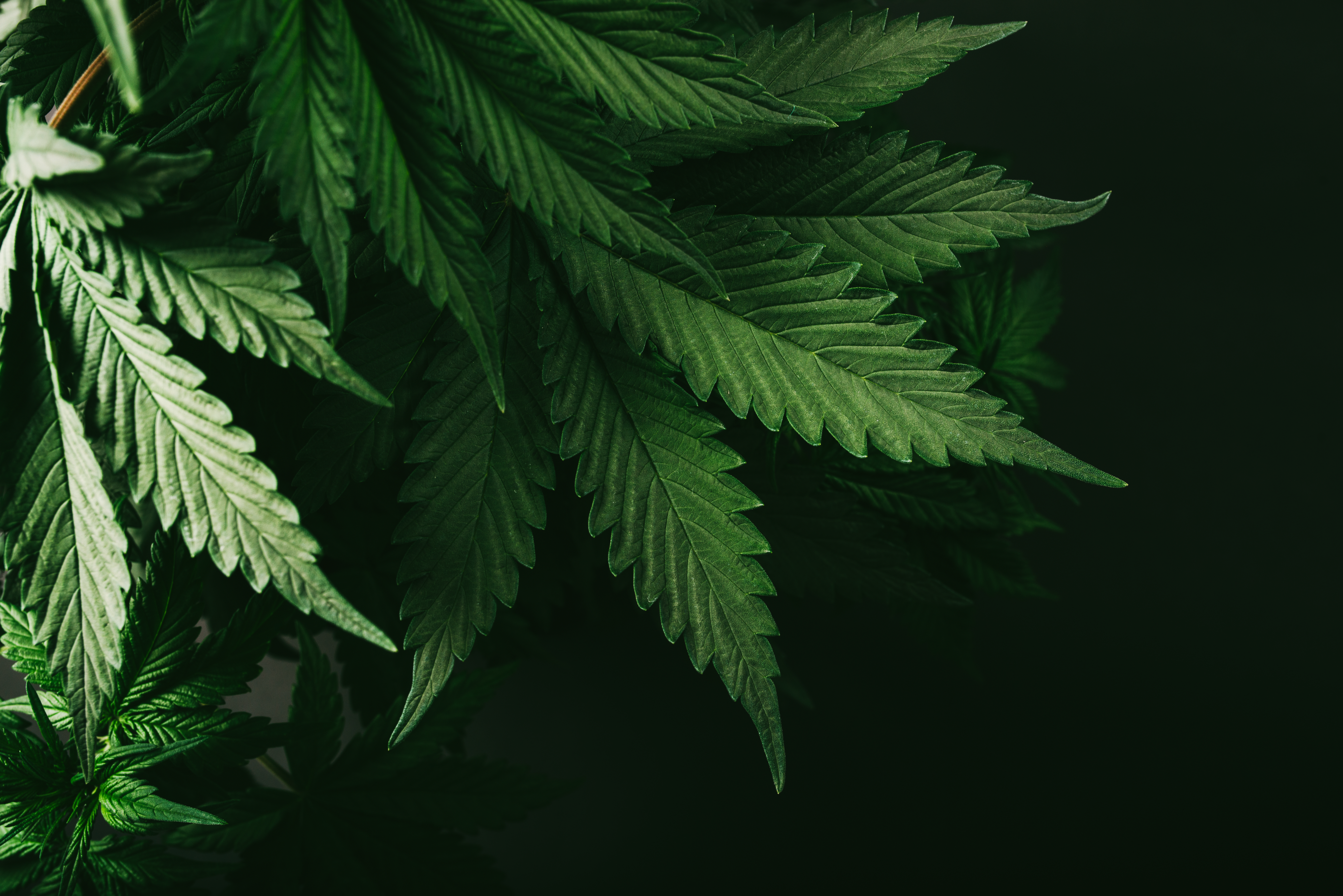 cannabis plant